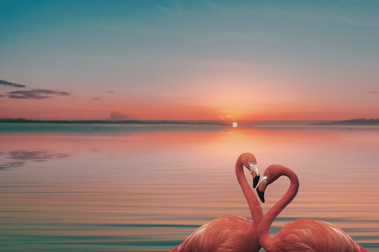 flamingos, lake, sunset-7736731.jpg